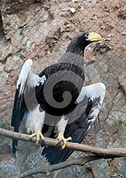 Eastern eagle Haliaeetus pelagieus