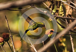 Eastern Emerald Hummingbird (Cynanthus canivetii)