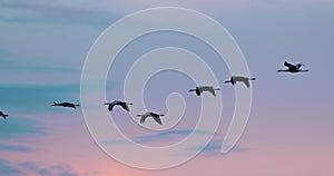 Eastern Europe. Birds Winter Migration. Flock Of Common Cranes Or Eurasian Cranes Fly In Sunny Blue Autumn Sky. Purple