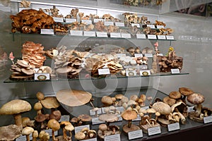 Eastern Europe Croatia Zagreb Mushroom Museum Mycology Nature Plants Poison Species Freeze-dried Mushrooms Collection