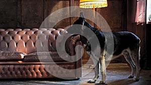 Eastern european Shepherd stands by a leather sofa in a photo studio. Dog in the studio. High quality 4k footage