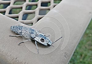 Eastern-Eyed Click Beetle Alaus oculatus