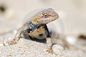 Eastern Fence Lizard