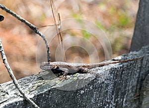 Eastern Fence Lizard