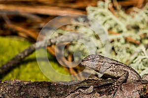 Eastern Fence Lizard