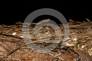 Eastern Fence Lizard