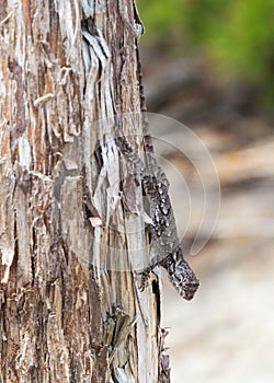 Eastern Fence Lizard