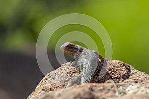 Eastern fence lizard