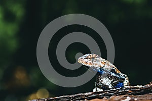 Eastern Fence Lizard