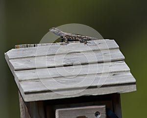 Eastern fence lizard on top of blue bird nest box