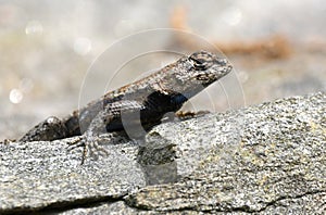 Eastern Fence Swift Lizard on a Rock in Georgia USA