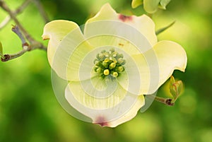 Eastern Flowering Dogwood