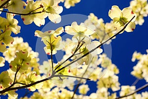 Eastern Flowering Dogwood