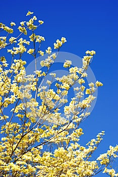 Eastern Flowering Dogwood