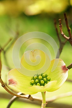 Eastern Flowering Dogwood