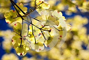 Eastern Flowering Dogwood