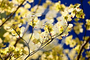 Eastern Flowering Dogwood