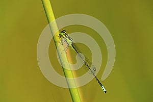 Eastern Forktail Damselfly   44415