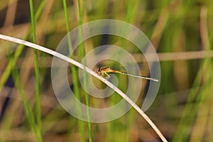 Eastern Forktail Female Immature  704230