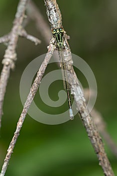 Eastern Forktail - Ischnura verticalis