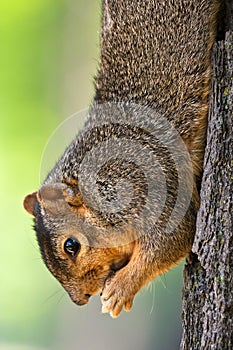 Eastern Fox Squirrel Eating A Peanut