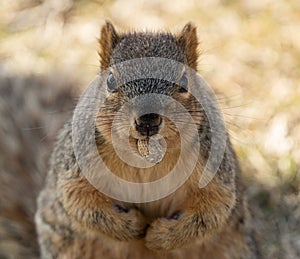 Eastern fox squirrel holds a peanut in his mouth while looking at you