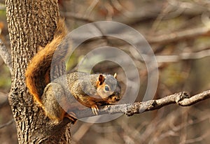 Eastern Fox Squirrel, Sciurus niger