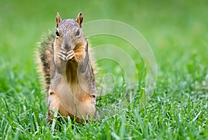Eastern Fox squirrel (Sciurus niger)