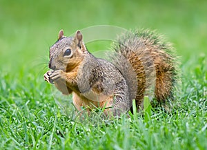 Eastern Fox squirrel (Sciurus niger)