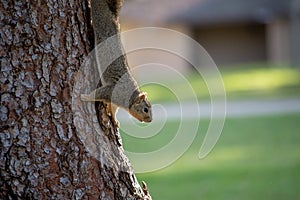 An Eastern Fox Squirrel  Sciurus niger climbs down a tree while scavenging for winter food
