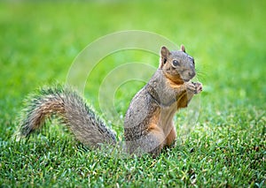 Eastern Fox squirrel (Sciurus niger) in garden