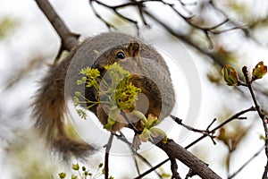 Eastern Fox Squirrel Munching Maple Tree Flowers in Spring