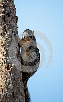 Eastern Fox squirrel Sciurus niger r