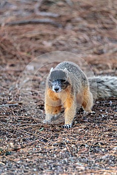 Eastern Fox squirrel Sciurus niger r