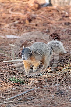 Eastern Fox squirrel Sciurus niger r