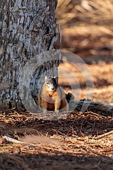 Eastern Fox squirrel Sciurus niger r