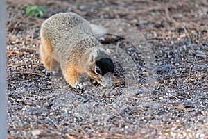 Eastern Fox squirrel Sciurus niger r