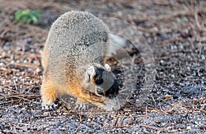 Eastern Fox squirrel Sciurus niger r