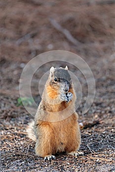 Eastern Fox squirrel Sciurus niger r