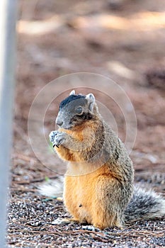 Eastern Fox squirrel Sciurus niger r