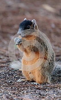 Eastern Fox squirrel Sciurus niger r