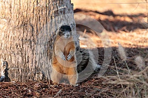 Eastern Fox squirrel Sciurus niger r