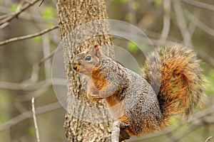 Eastern Fox Squirrel, Sciurus niger