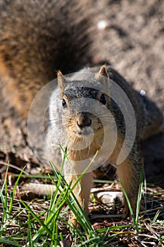 An Eastern Fox Squirrel  Sciurus niger sniffs the air while scavenging for winter food