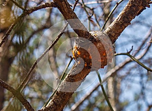 Eastern Gall Rust Cronartium Quercuum photo