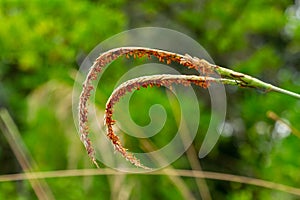 Eastern gamagrass Tripsacum dactyloides flowers closeup - Davie, Florida, USA photo