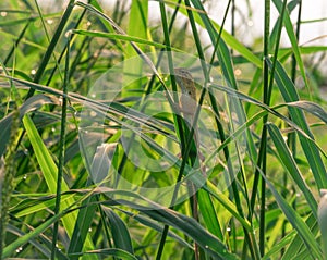 Eastern garden lizard, Oriental garden lizard, Changeable lizard Calotes mystaceus is hanging on grass that have dew for sunbath