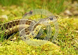 Eastern Garter Snake