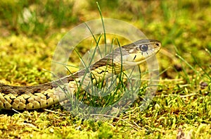 Eastern Garter Snake