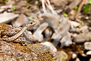 Eastern Garter Snake